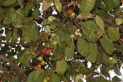 Ficus nervosa